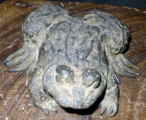 Frog Frog