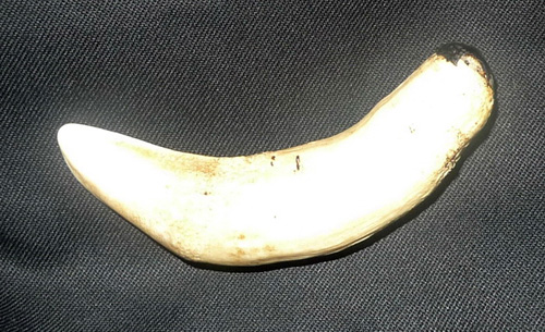 Magical camel teeth Magical camel teeth