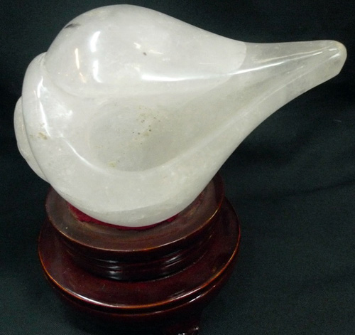 Conch turning in the unusual direction Conch turning in the unusual direction