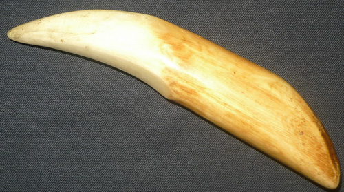 Carved bone looking like a tiger tooth Carved bone looking like a tiger tooth
