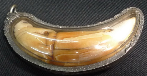 Antique legal tiger tooth Antique legal tiger tooth