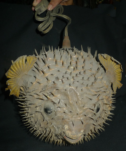 L3450-ST
Puffer - globe fish (can be used as a lamp)
Status : Inquire
Click on picture for enlarge