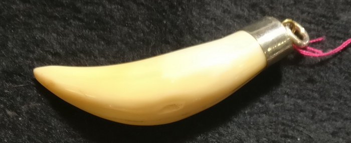Tiger tooth alike Tiger tooth alike