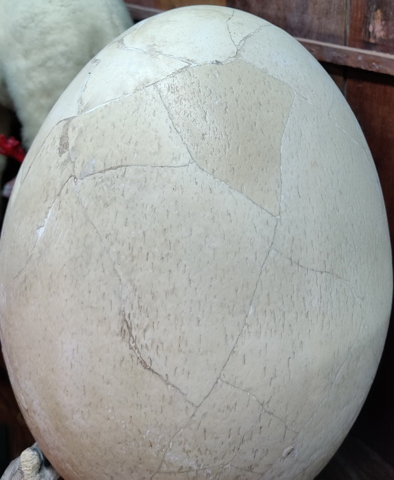 Reconstitued aepyornis egg