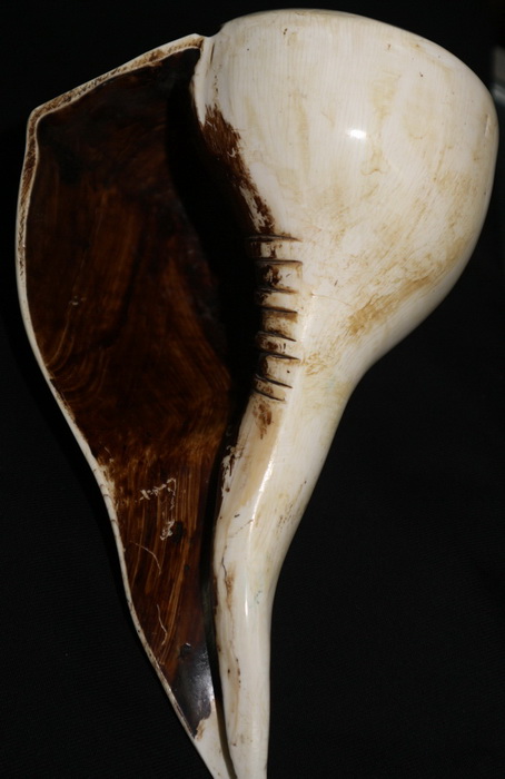 Sinistral turbinella Pyrum shell (turning left conch)