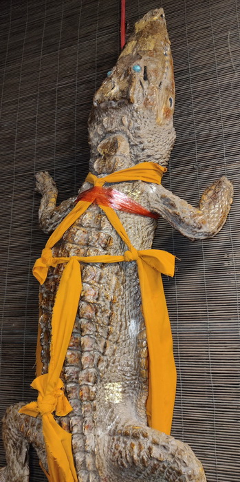 Crocodile (naturalized)