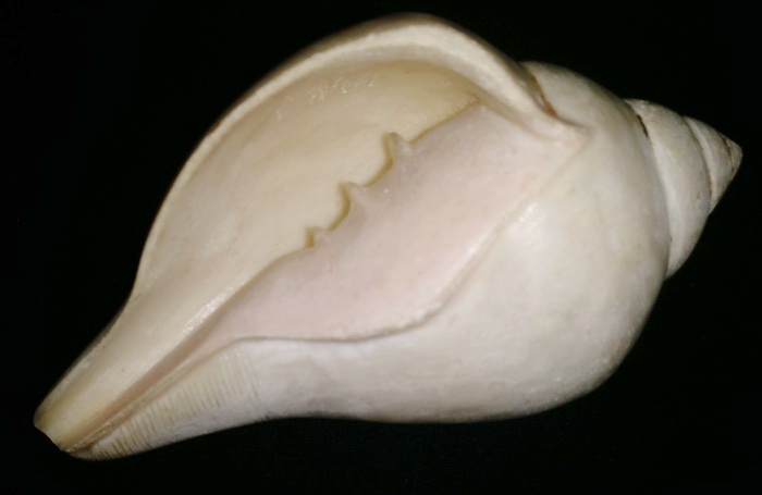 Sinistral turbinella Pyrum shell (turning left conch) alike