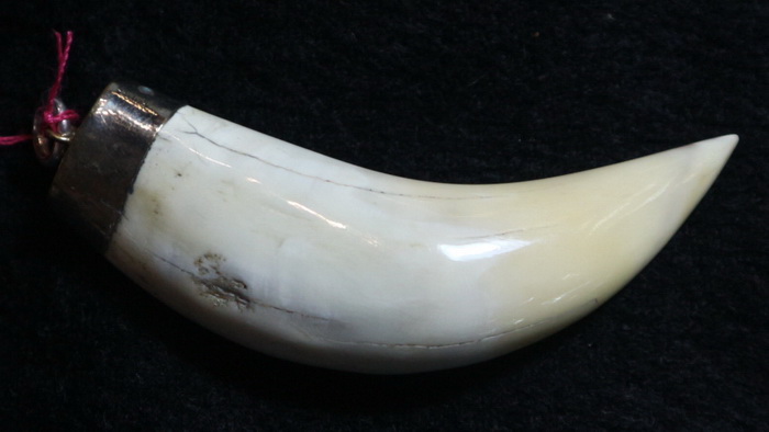 Tiger tooth alike