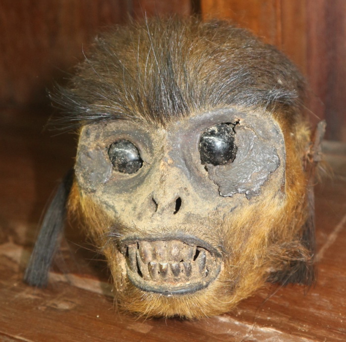 Monkey head